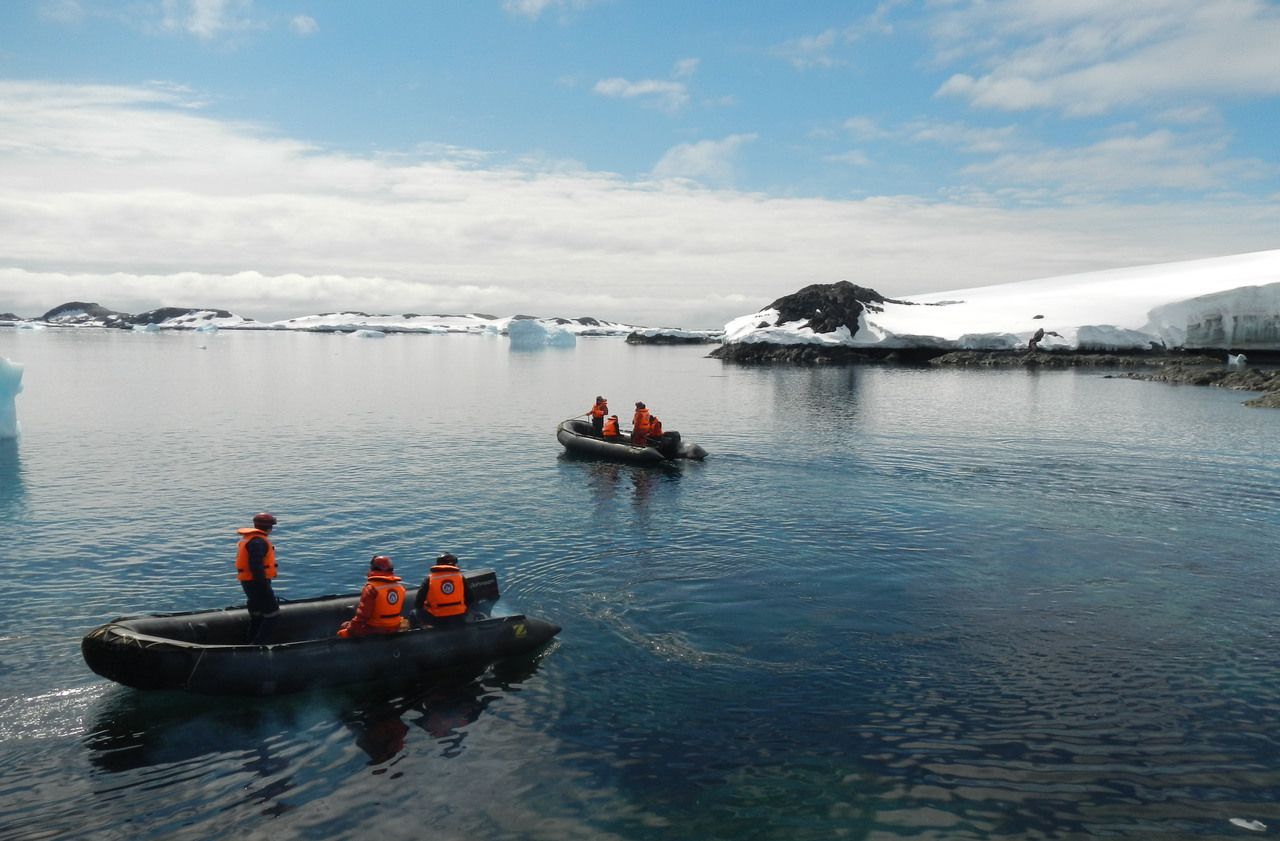 Quand les moules tentent d’envahir l’Antarctique