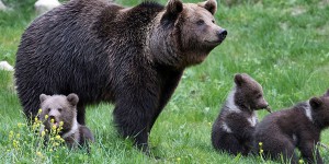 Pyrénées  : la barre des 50 ours a été franchie