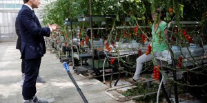 Visite de Macron dans des serres de tomates : les agriculteurs bio voient rouge