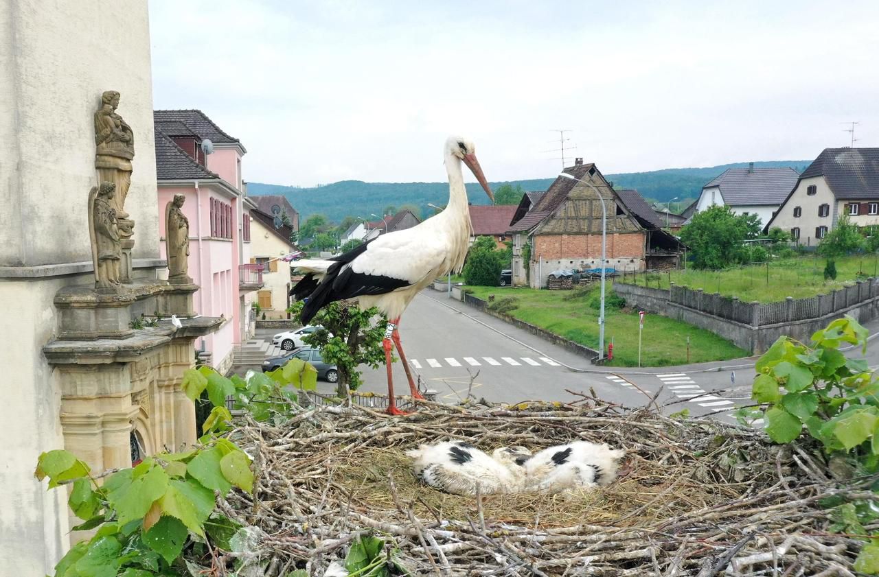 En Alsace, les cigognes se font envahissantes