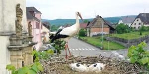 En Alsace, les cigognes se font envahissantes