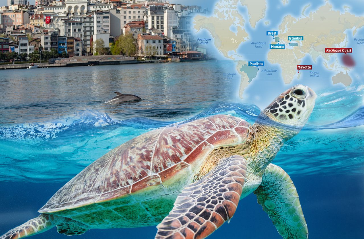 Cachalots, tortues, rorquals... sous l’océan, la faune marine a repris ses droits