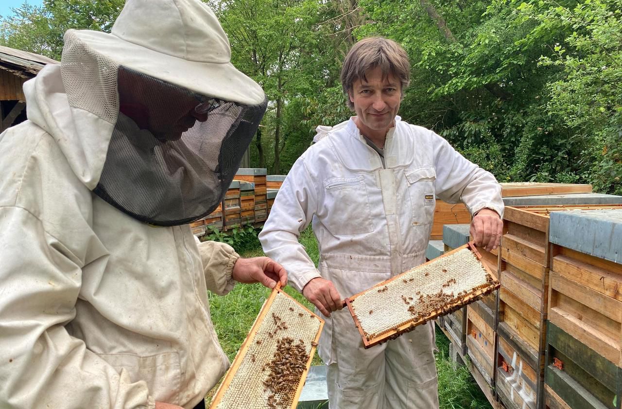 Confinement : les abeilles alsaciennes produisent du miel comme jamais !