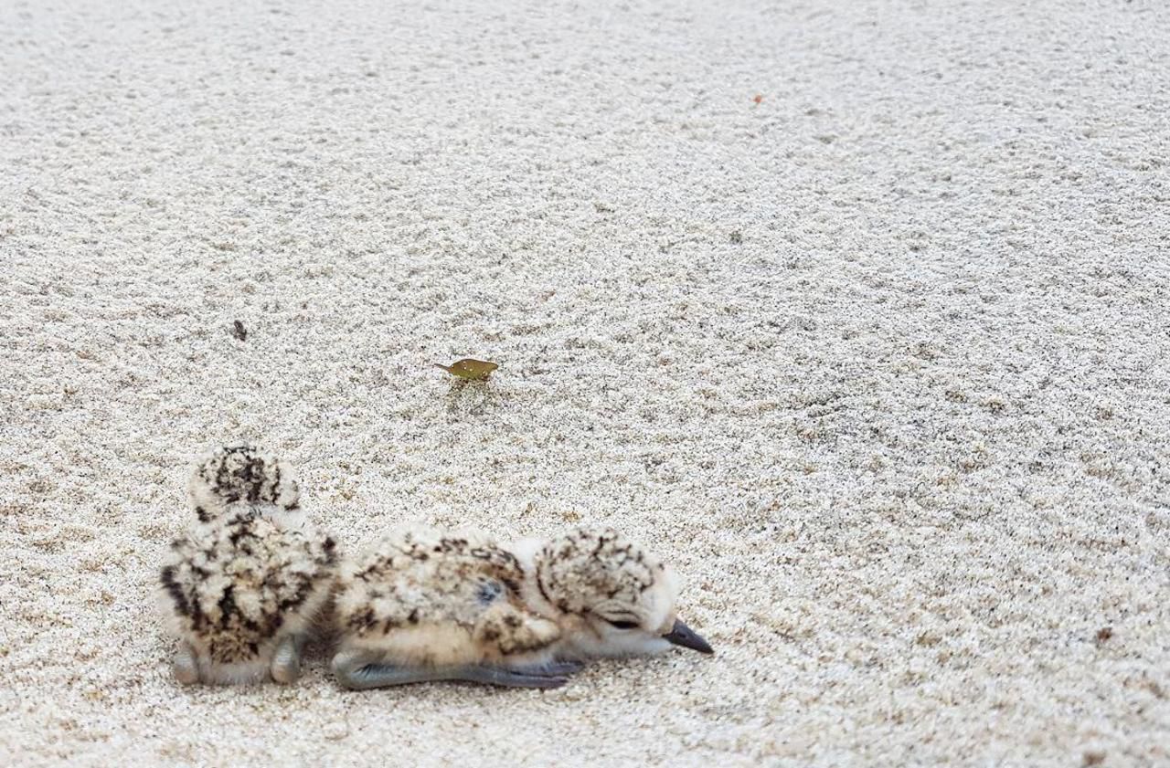 Dans la Manche, une plage reste fermée… pour protéger des oisillons