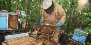 Des ruches sous surveillance électronique pour protéger les abeilles