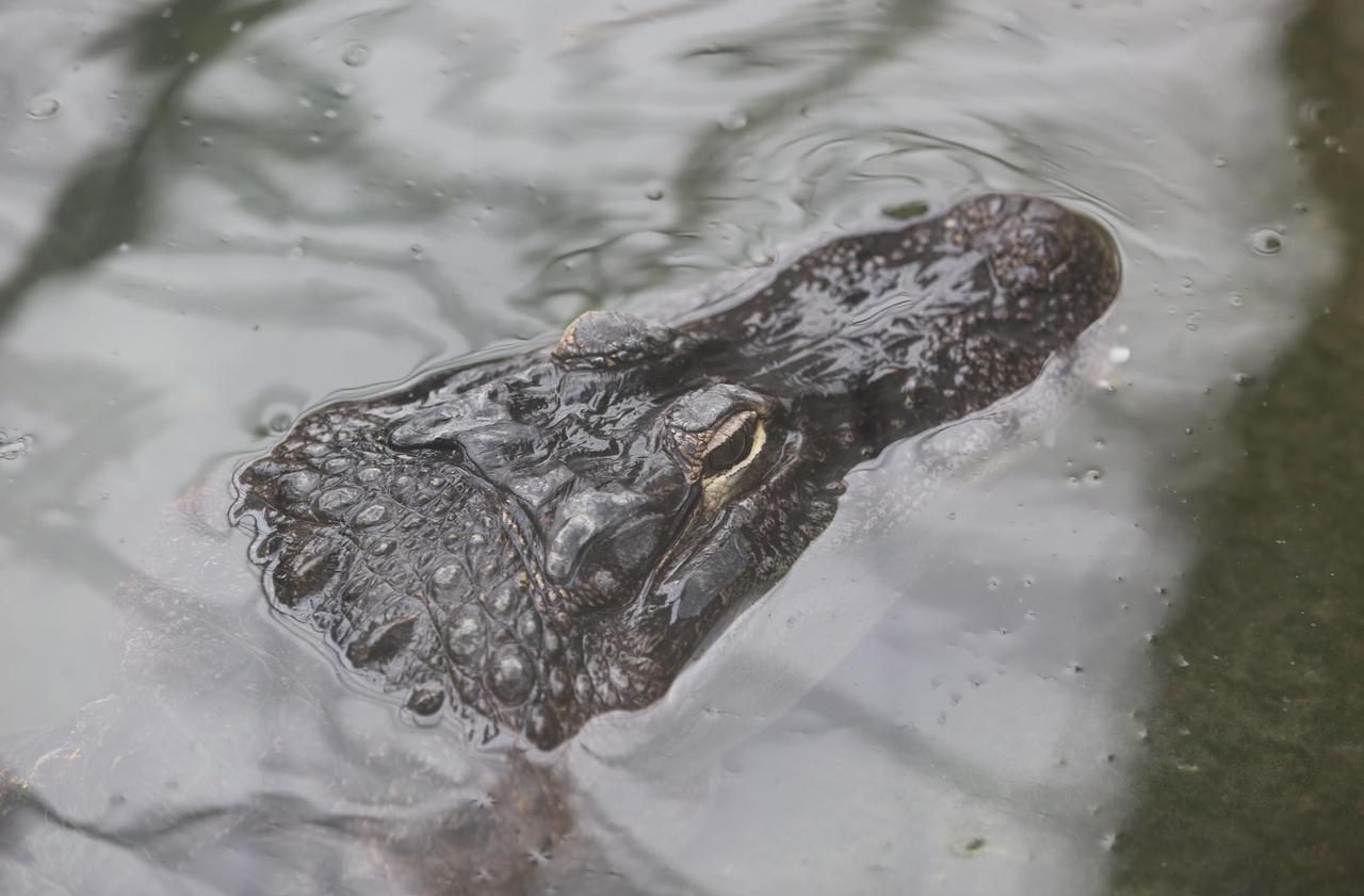 Saturne, un alligator légendaire, est mort à 84 ans au zoo de Moscou