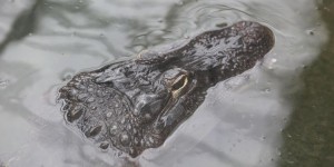 Saturne, un alligator légendaire, est mort à 84 ans au zoo de Moscou