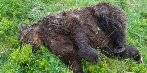 Ariège : un ours retrouvé tué par balles, l’Etat porte plainte