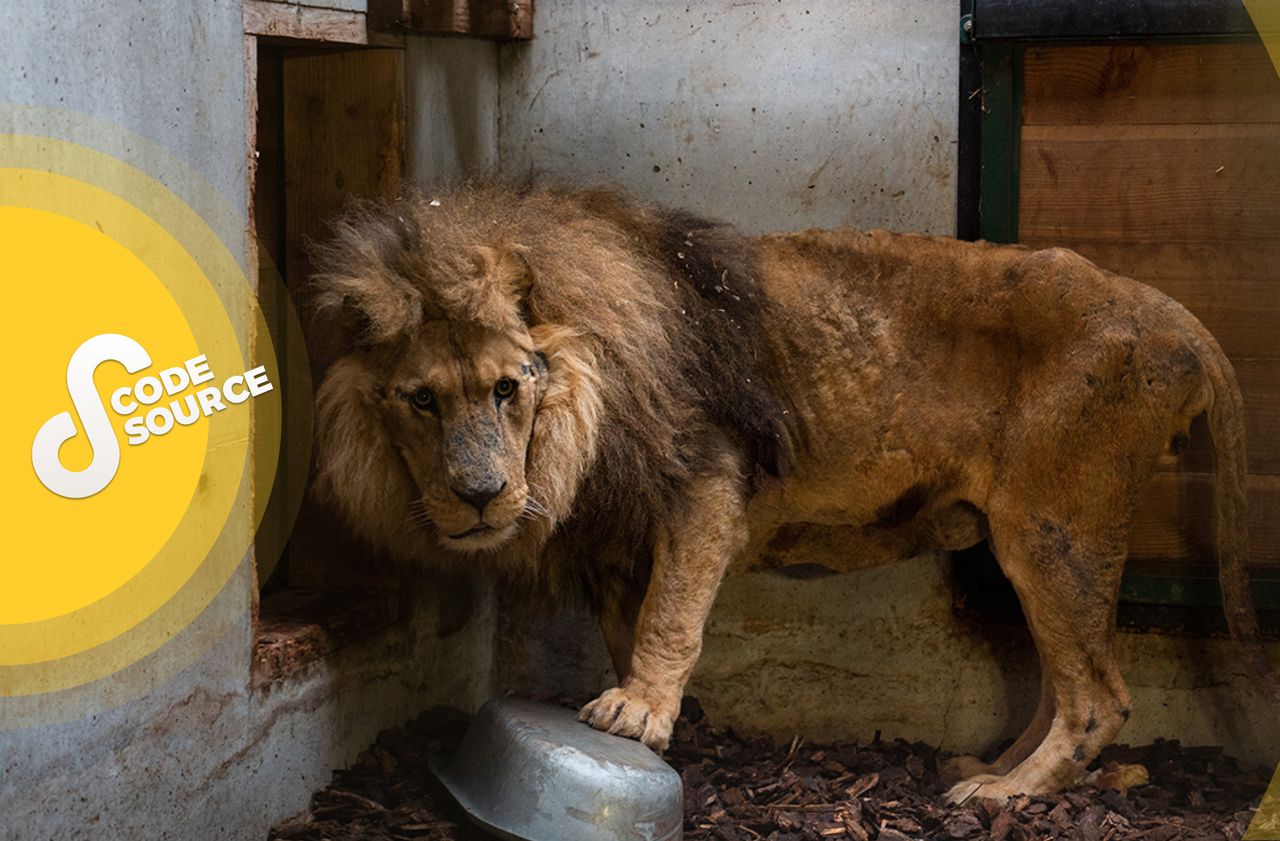 Derrière le sauvetage du lion Jon, l’engagement d’une femme qui a voué sa vie aux animaux