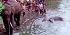 Inde : une éléphante enceinte tuée par un fruit piégé