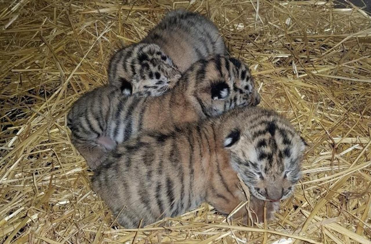 Loiret : trois bébés tigres naissent chez l’éleveur controversé