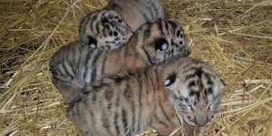 Loiret : trois bébés tigres naissent chez l’éleveur controversé