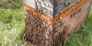 Pesticides : un apiculteur obtient la reconnaissance de l’intoxication de ses abeilles