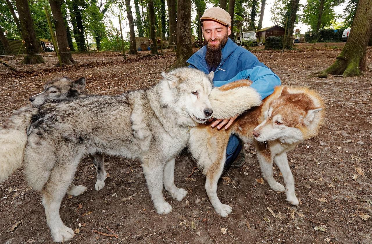 Aux Andelys, un musher et ses chiens de traîneau au secours des enfants fragiles