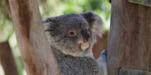 Australie : trois milliards d’animaux tués ou déplacés par les feux depuis 2019