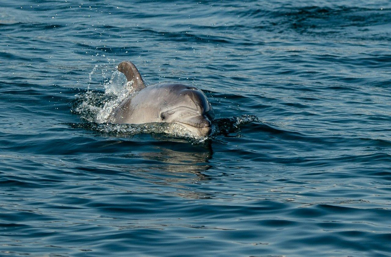 Aux Féroé, la chasse aux dauphins a repris malgré le Covid-19