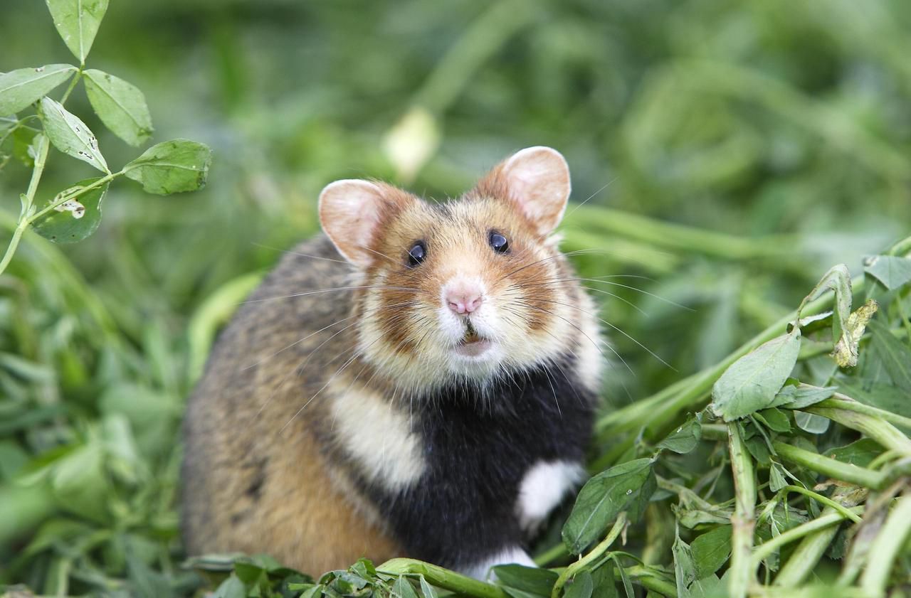 Le grand hamster d’Alsace menacé d’extinction