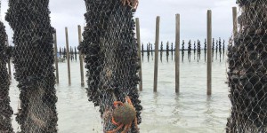 Dans la Manche, les araignées de mer s’attaquent aux élevages de moules
