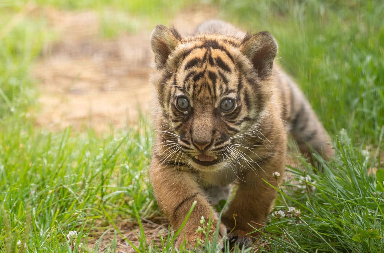 Naissance rarissime d’un tigre de Sumatra dans un zoo polonais
