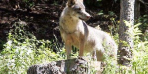 La présence d’un loup confirmée en Seine-Maritime, selon la préfecture