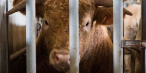 «Référendum sur les animaux» : 4 questions sur l’appel lancé par Hugo Clément et des entrepreneurs