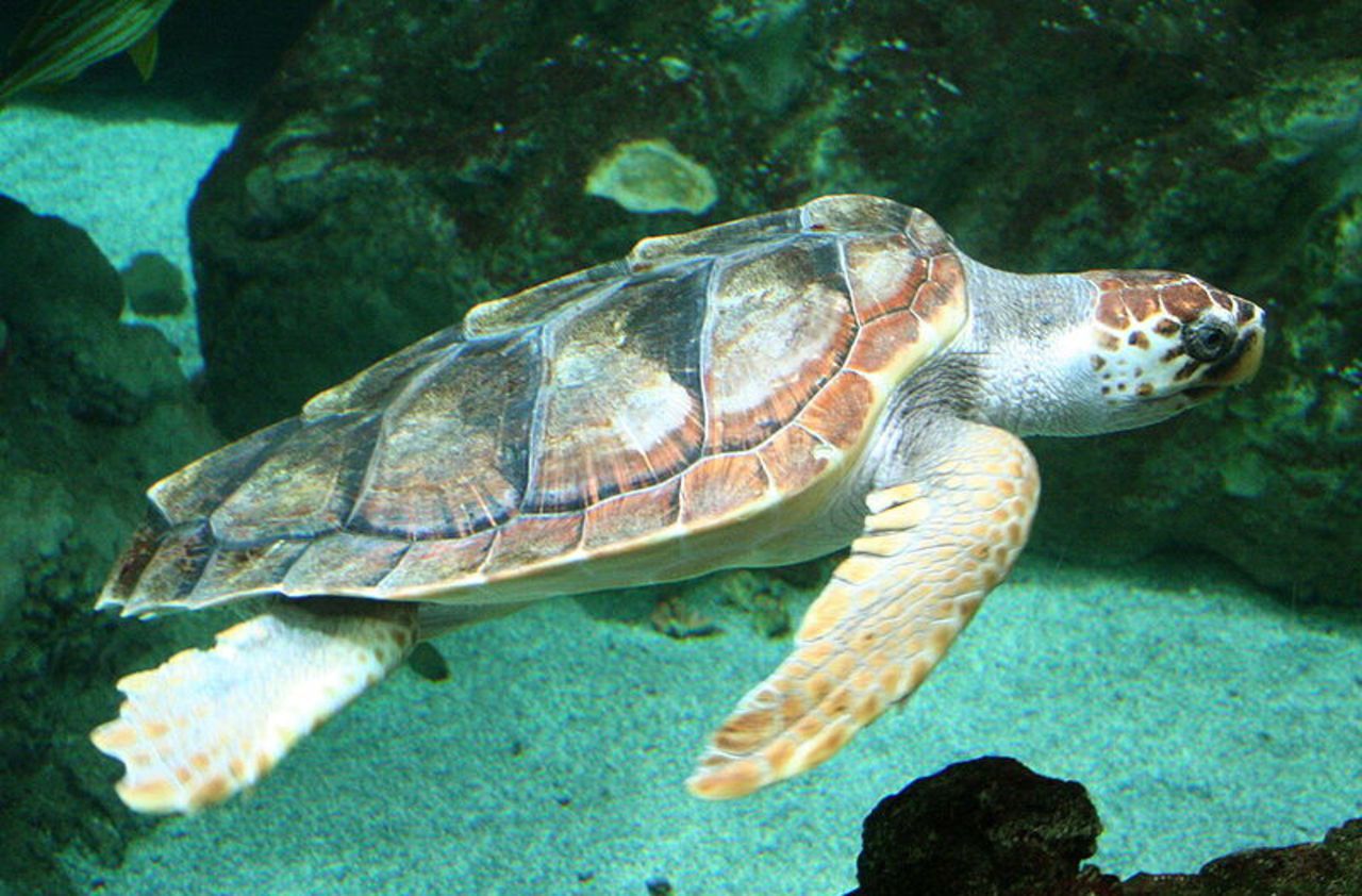Var : une tortue marine vient pondre sur une plage très fréquentée de Fréjus