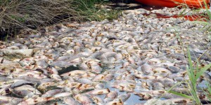 Ardennes : une plainte contre Nestlé après la mort de trois tonnes de poissons