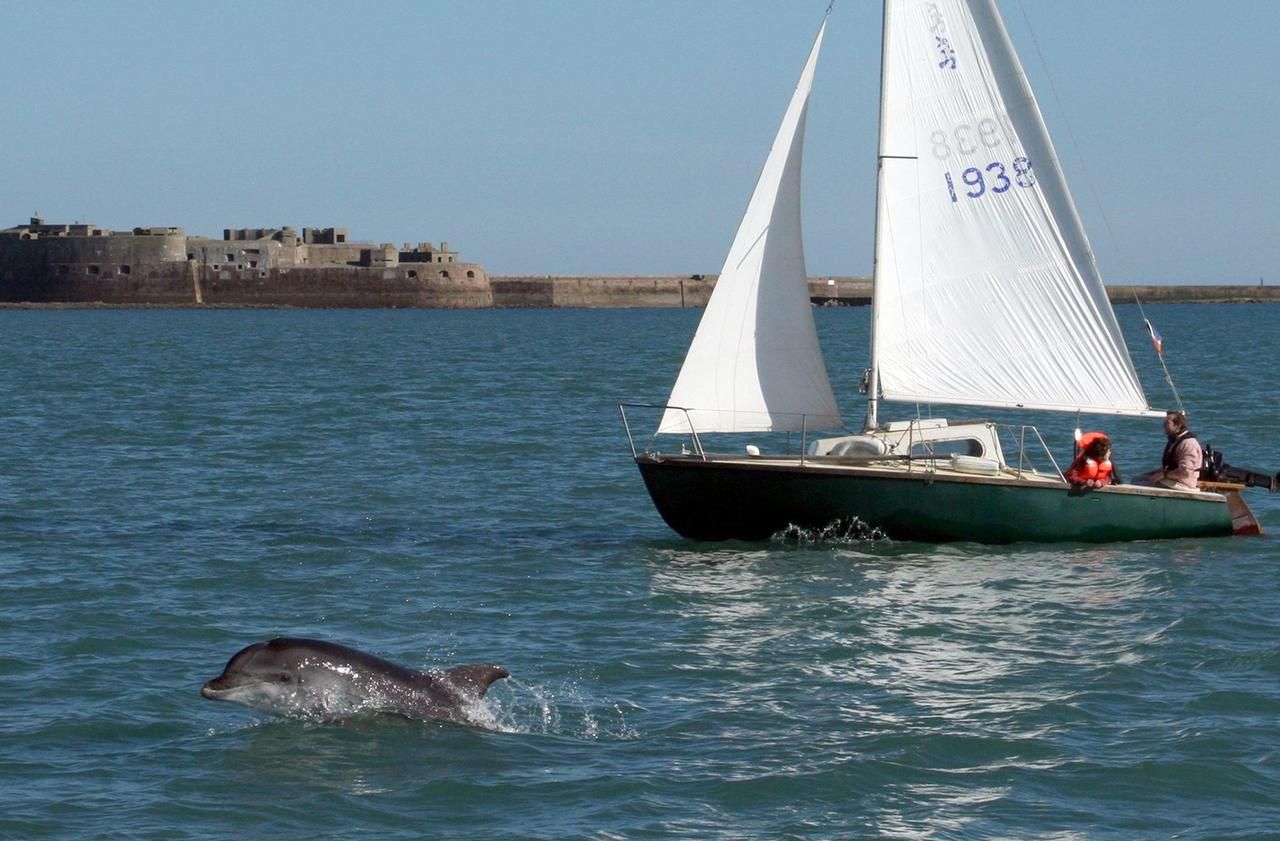 Environnement : les dauphins plus photographiés que jamais en Manche