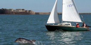 Environnement : les dauphins plus photographiés que jamais en Manche
