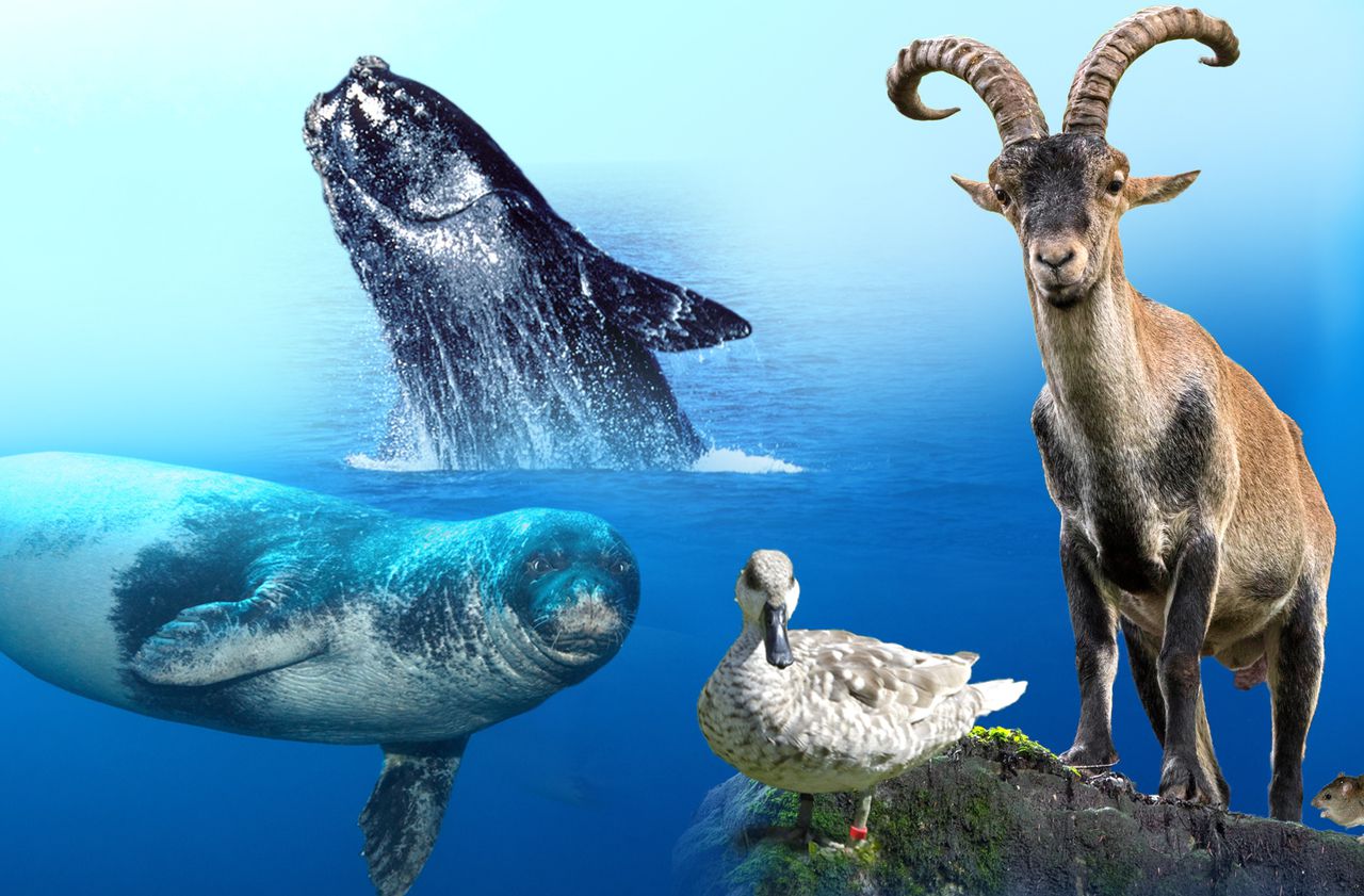 Ces animaux qui disparaissent de la planète : le «SOS pour la nature» du WWF