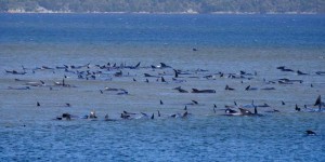Australie : course contre la montre pour libérer 200 cétacés échoués dans une baie
