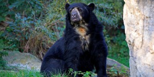 Espèces menacées : il faut sauver l’ours Paddington