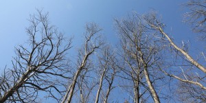 Sécheresse : nos forêts sont à l’agonie