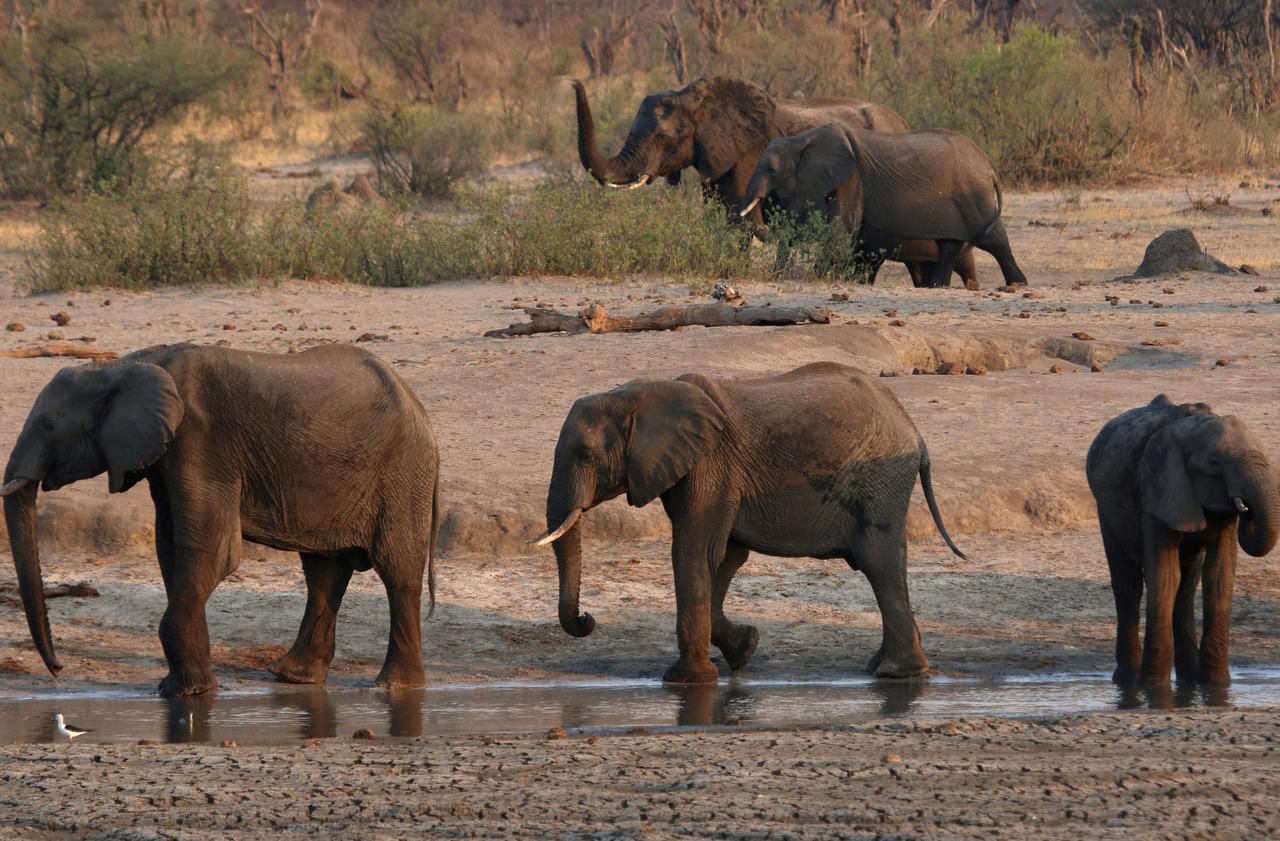 Zimbabwe : une bactérie en cause dans la mort de douze éléphants