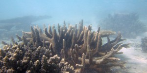 Australie : en 25 ans, la Grande Barrière a perdu la moitié de ses coraux