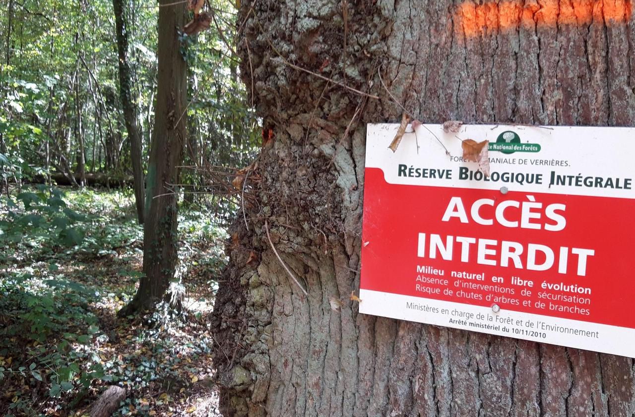 A la découverte d’une forêt préservée de toute intrusion humaine… à 15 km de Paris