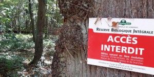 A la découverte d’une forêt préservée de toute intrusion humaine… à 15 km de Paris