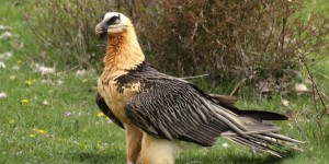 Un gypaète barbu, vautour protégé, criblé de plombs dans les Cévennes