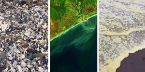 Hécatombe d'animaux, eau jaunâtre, odeur toxique : qui empoisonne l'océan au Kamtchatka ?
