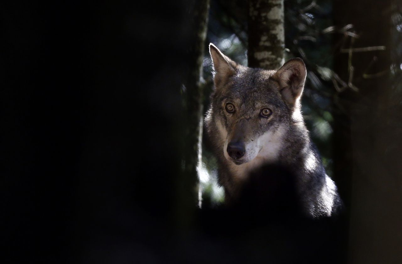 Intempéries : un des loups du parc Alpha capturé après 10 jours d’errance