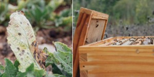 Retour des néonicotinoïdes : la betterave ou l’abeille, qui sauver ?