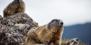 Savoie : une association craint que des marmottes soient enterrées vivantes