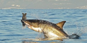 Afrique du Sud  : les orques ont-elles fait fuir les grands requins blancs au large du Cap ?
