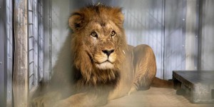Dans les coulisses de l’arrivée de Volcan, le lion, au parc zoologique de Paris