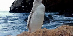 Galapagos : un «rare» pingouin blanc découvert