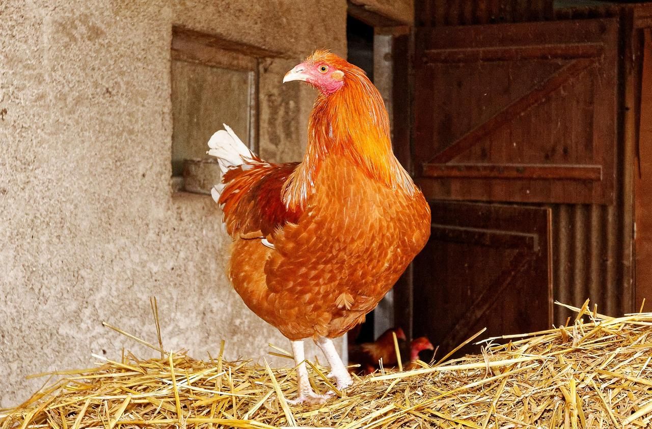 En Normandie, quatre départements sont en alerte renforcée contre la grippe aviaire