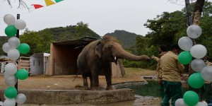 Pakistan : l’éléphant Kaavan, maltraité au zoo d’Islamabad, va s’envoler pour le Cambodge