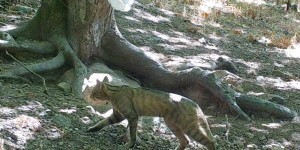 Biodiversité : la présence du rare chat forestier confirmée dans l’Hérault