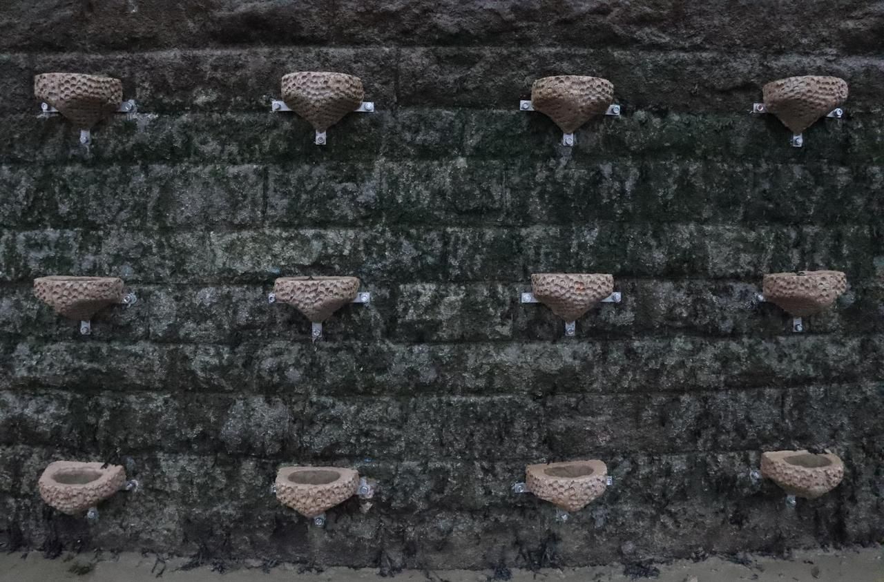 Des cuvettes en béton pour ramener la vie sur une digue de Ouistreham