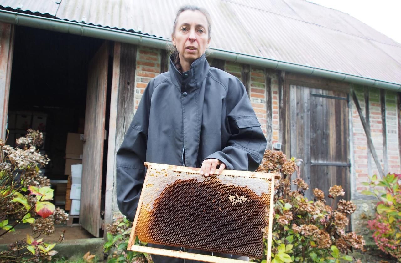 Dans l’Eure, un rucher décimé par une attaque de frelons asiatiques en novembre !